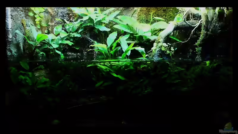 Blog: 4 Jahre Aquaristik,und wie geht es weiter ? (4336)