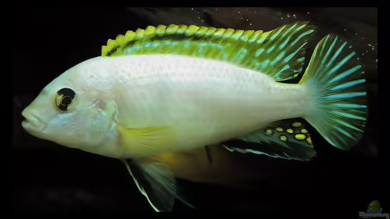 Blog: 4 Jahre Aquaristik,und wie geht es weiter ? (4336)