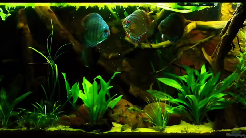 Blog: 4 Jahre Aquaristik,und wie geht es weiter ? (4336)