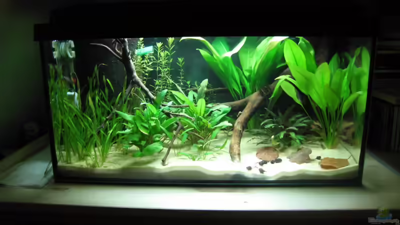 Blog: 54-Liter: Darum kannst du in der Aquariumgröße kaum Fische halten (7324)