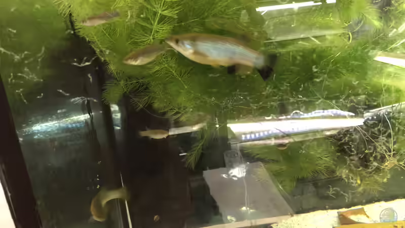 Blog: Action im Aquarium (5419)