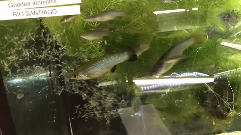 Blog: Action im Aquarium (5419)