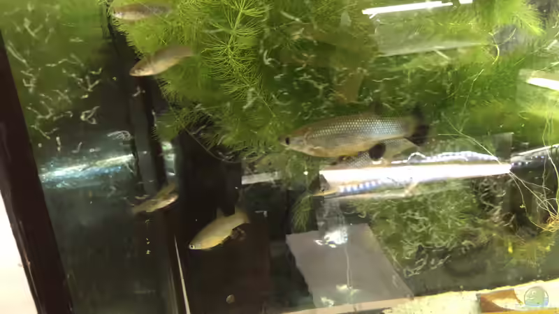 Blog: Action im Aquarium (5419)