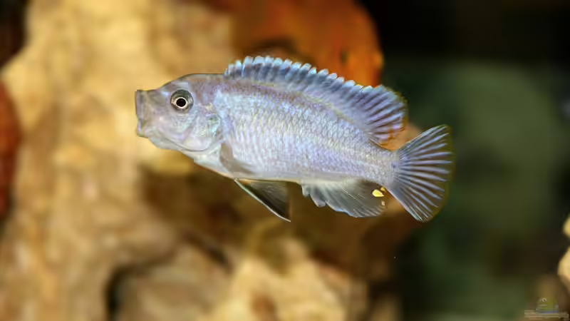 Blog: Adaptive Radiation: Die Anpassung der Arten (6655)