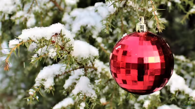 Blog: Advent und Weihnachten im Garten (6592)