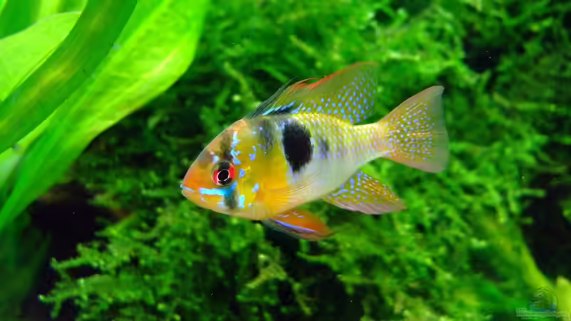 Blog: Alles über Hydrogencarbonat im Aquarium (6517)
