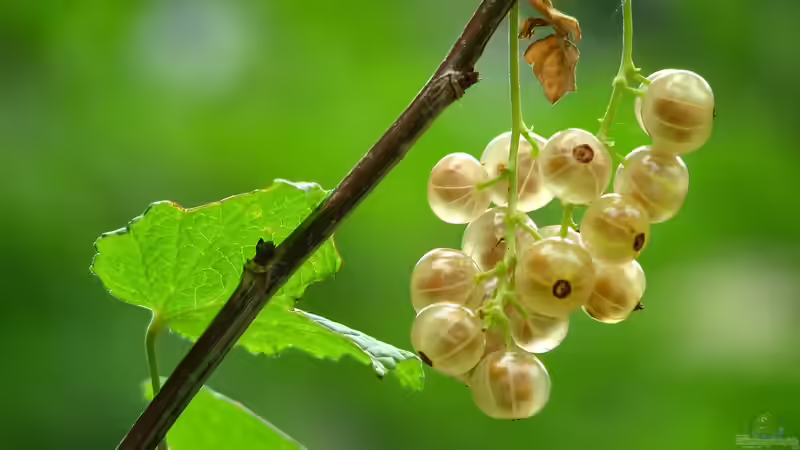 Blog: Alte Obst- und Gemüsesorten wiederentdecken (6584)