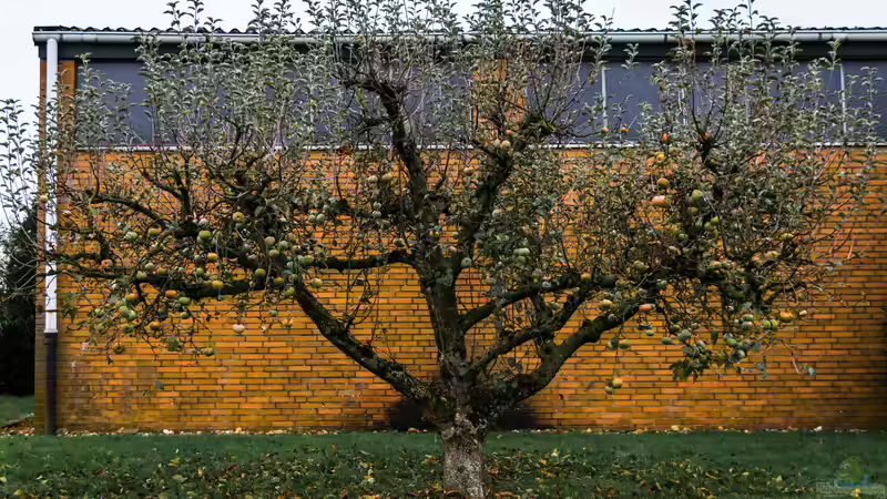 Blog: Alte Obstbäume entfernen oder stehen lassen? Eine Entscheidungshilfe für Gartenbesitzer (7872)