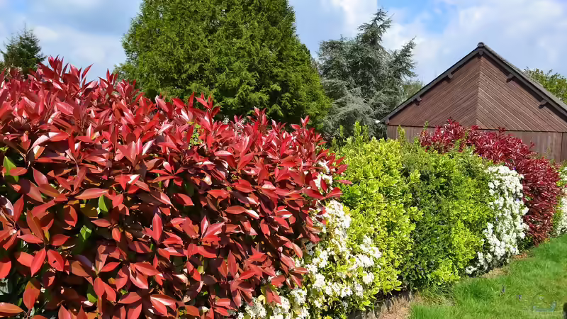 Blog: Alternativen zum Kirschlorbeer - Nachhaltige, schöne und heimische Sträucher für eine grüne Hecke im Garten (7374)