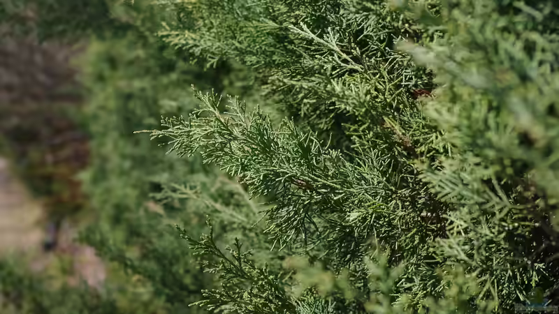 Blog: Alternativen zum Kirschlorbeer - Nachhaltige, schöne und heimische Sträucher für eine grüne Hecke im Garten (7374)