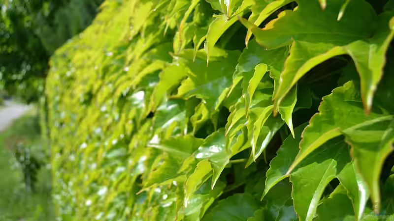Blog: Alternativen zum Kirschlorbeer - Nachhaltige, schöne und heimische Sträucher für eine grüne Hecke im Garten (7374)