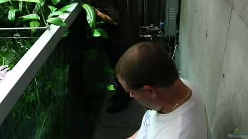Blog: Amanos Privat-Aquarium -> Welche Pflanzen sind das (siehe Fotos)? (598)