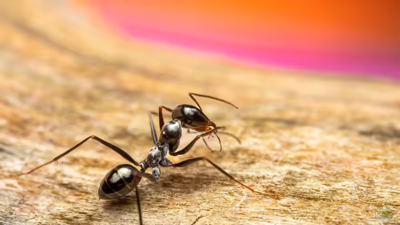 Blog: Ameisen im Garten - Nützliche Helfer oder lästige Plagegeister? (7990)