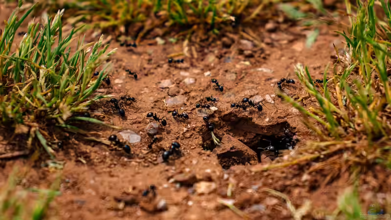 Blog: Ameisen im Garten - Nützliche Helfer oder lästige Plagegeister? (7990)