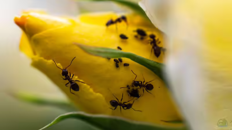 Blog: Ameisen im Garten - Nützliche Helfer oder lästige Plagegeister? (7990)