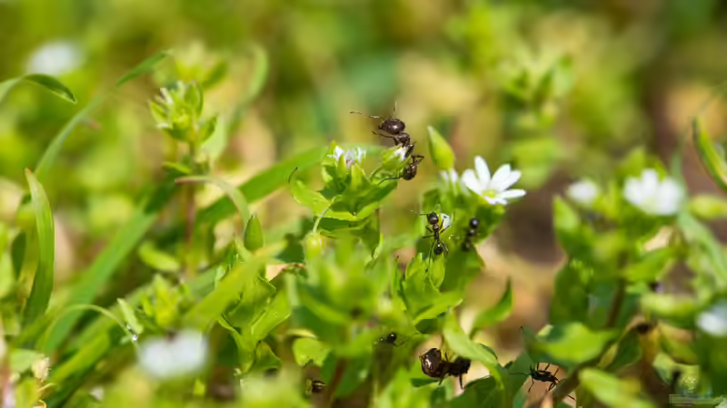 Blog: Ameisen im Garten - Nützliche Helfer oder lästige Plagegeister? (7990)