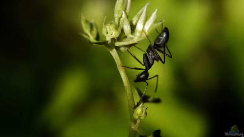 Blog: Ameisen im Garten - Nützliche Helfer oder lästige Plagegeister? (7990)