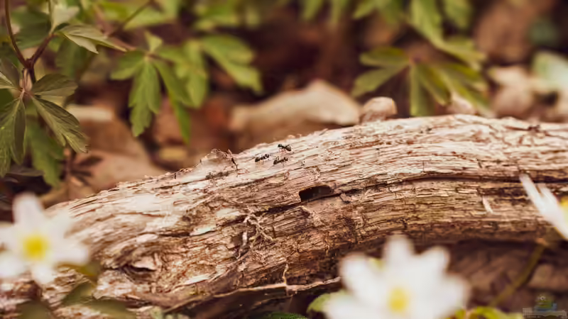 Blog: Ameisen im Garten - Nützliche Helfer oder lästige Plagegeister? (7990)
