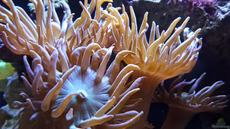 Blog: Aminosäuren im Meerwasseraquarium - Grundlage für besseres Korallenwachstum? (7510)