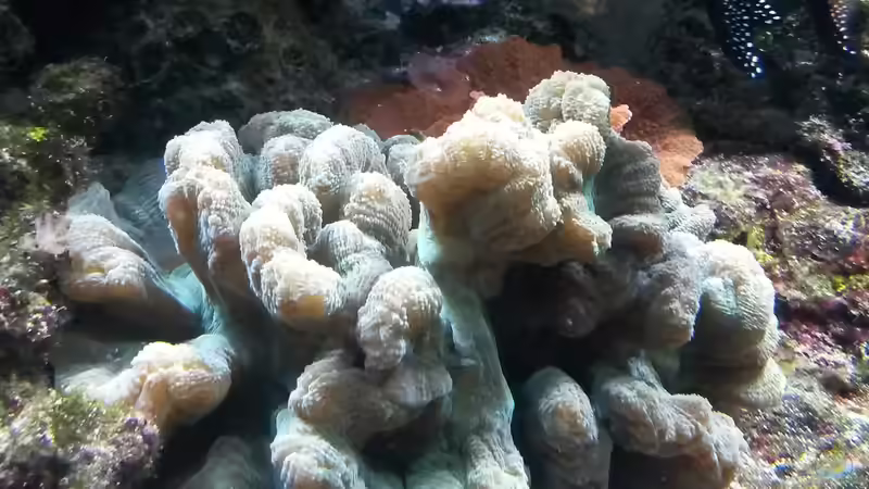 Blog: Aminosäuren im Meerwasseraquarium - Grundlage für besseres Korallenwachstum? (7510)