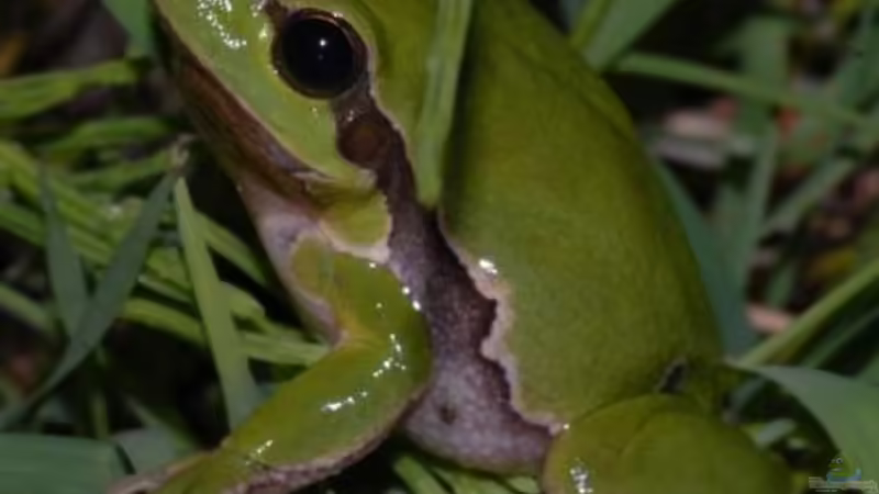 Blog: Amphibien im Zwei-Ländereck ??? ein kritischer Streifzug durch Tirol dies- und jenseits des Brenners (5493)