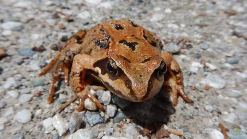 Blog: Amphibien im Zwei-Ländereck ??? ein kritischer Streifzug durch Tirol dies- und jenseits des Brenners (5493)