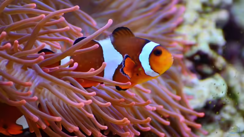 Blog: Anemonenfische im Meerwasseraquarium: Der Leitfaden für Aquarianer (7574)