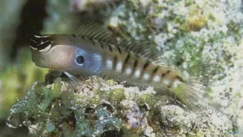 Blog: Anfängerfische für Meerwasseraquarianer (6448)