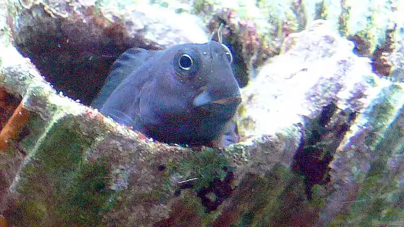 Blog: Anfängerfische für Meerwasseraquarianer (6448)