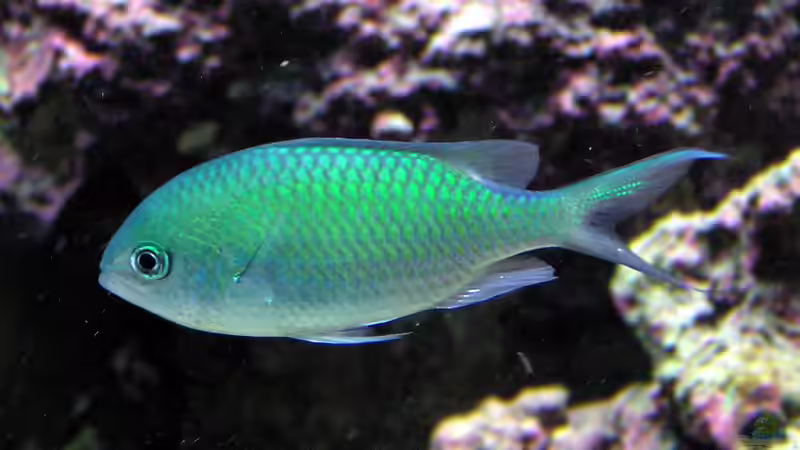 Blog: Anfängerfische für Meerwasseraquarianer (6448)