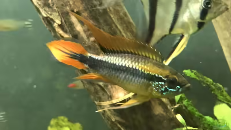 Blog: Apistogramma-Arten richtig vergesellschaften - Der umfassende Leitfaden für ein harmonisches Aquarium (7801)