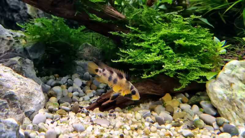 Blog: Apistogramma-Arten richtig vergesellschaften - Der umfassende Leitfaden für ein harmonisches Aquarium (7801)