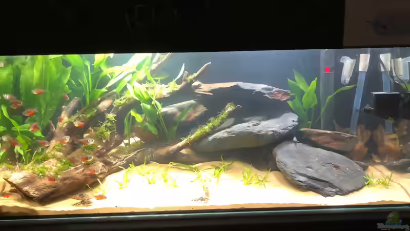 Blog: Aqua-Day 2018 der Aquarienfreunde Tirol (5277)