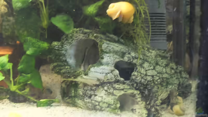 Blog: Aquarien von Inai (5491)
