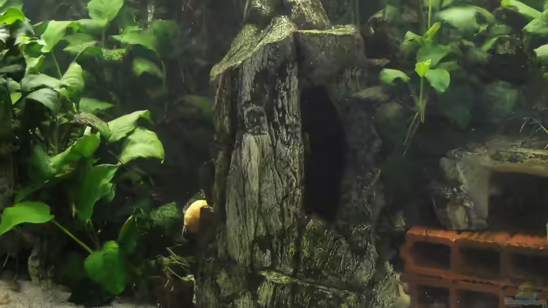 Blog: Aquarien von Inai (5491)