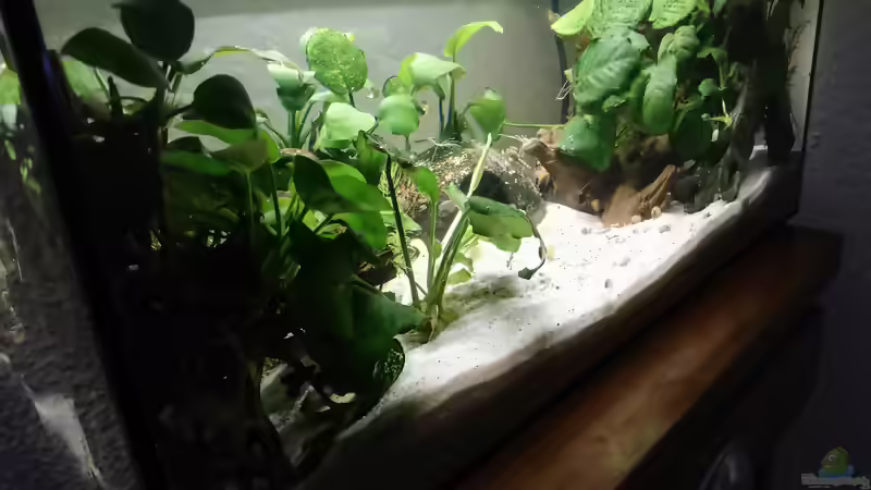 Blog: Aquarien von Inai (5491)
