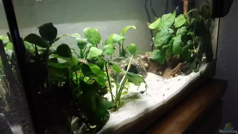 Blog: Aquarien von Inai (5491)