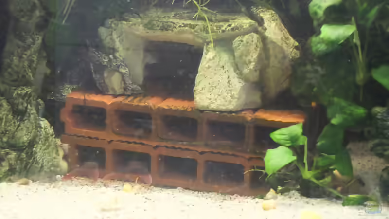 Blog: Aquarien von Inai (5491)