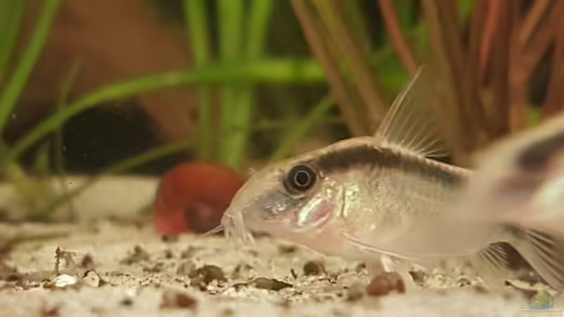 Blog: Aquarienfische mit Barteln - Eine umfangreiche Übersicht über Fischarten, Haltung, Ernährung und Besonderheiten (7473)