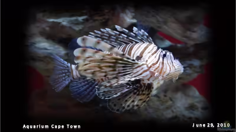 Blog: AQUARIUM Cape Town - immer ein Besuch wert (3395)