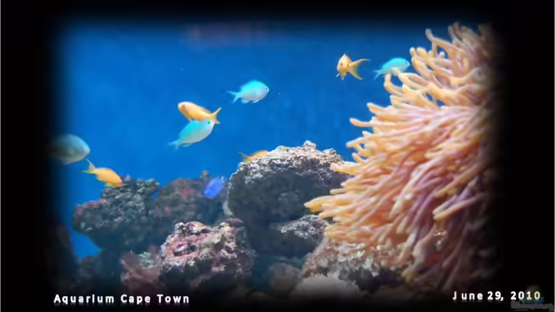 Blog: AQUARIUM Cape Town - immer ein Besuch wert (3395)