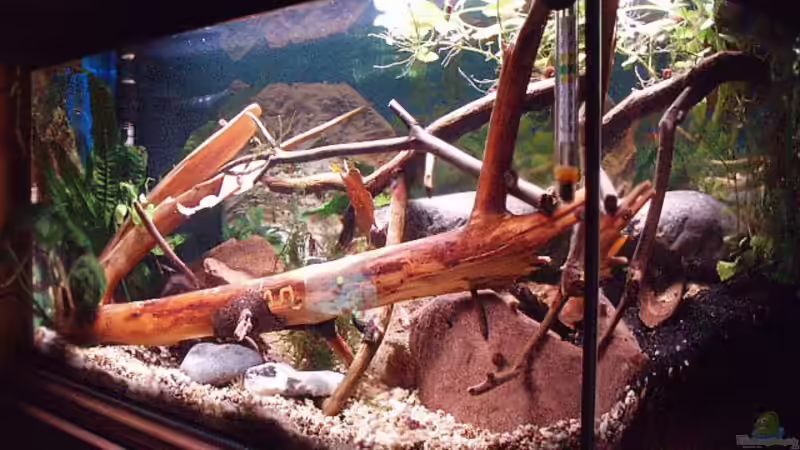 Blog: Aquarium Deko aus der Natur - Natürliche Gestaltung für ein authentisches Unterwasserbiotop (7997)