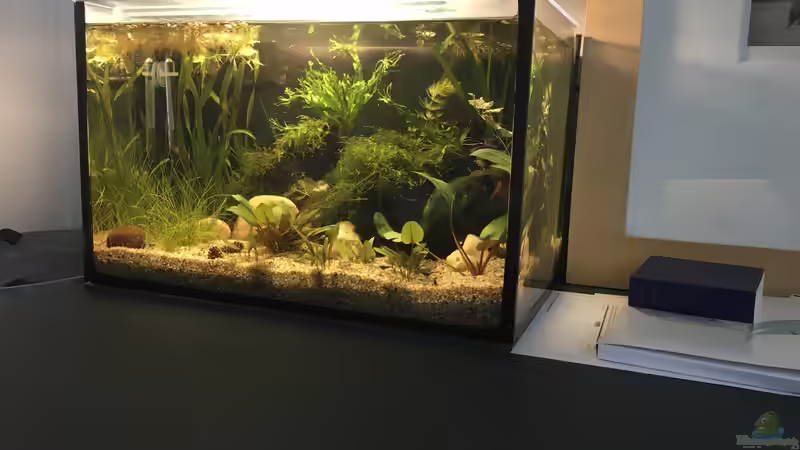 Blog: Aquarium im Homeoffice: Ruhepol, Blickfang und lebendiges Biotop am Arbeitsplatz (8046)