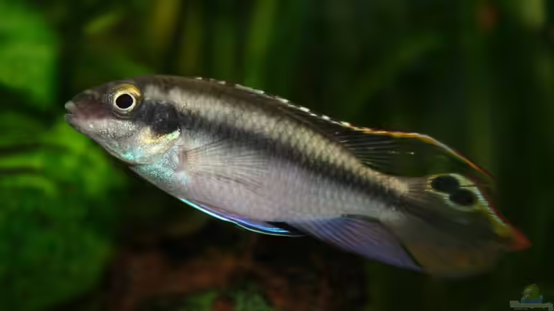 Blog: Aquarium im Klassenzimmer: Ein Leitfaden für Lehrkräfte und Schüler (7609)
