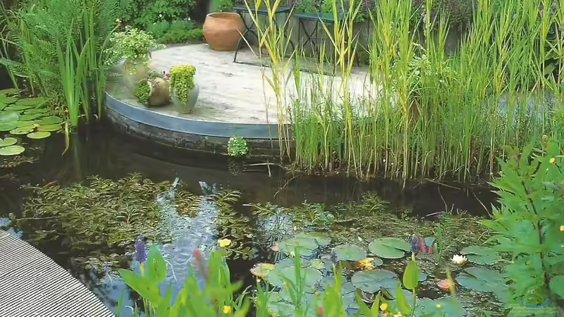 Blog: Aquarium meets Teich - Geht nicht, gibts nicht! (5050)