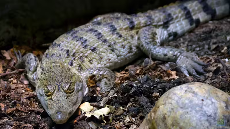Blog: Aquarium und Terrarium im Kölner Zoo - Einen Besuch wert? Der große Guide 2025 (7187)