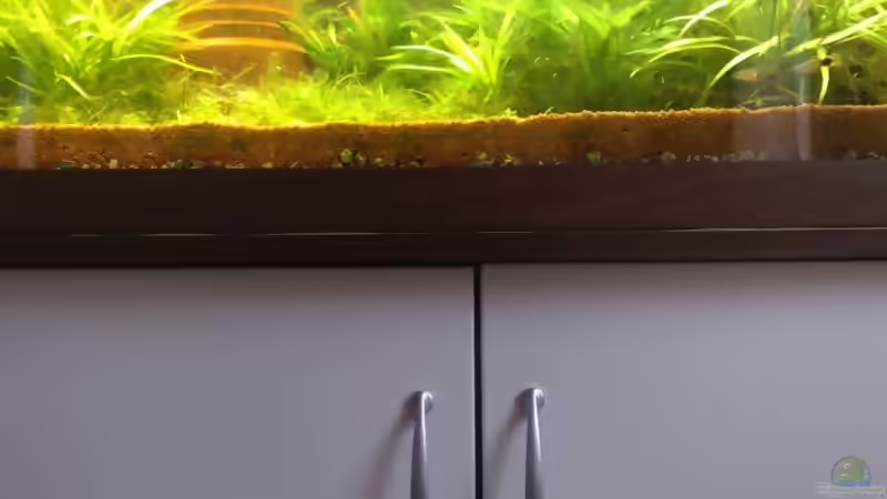 Blog: Aquariumbauer gefuscht oder hab ich ein falsches Verständnis von qualität (2065)