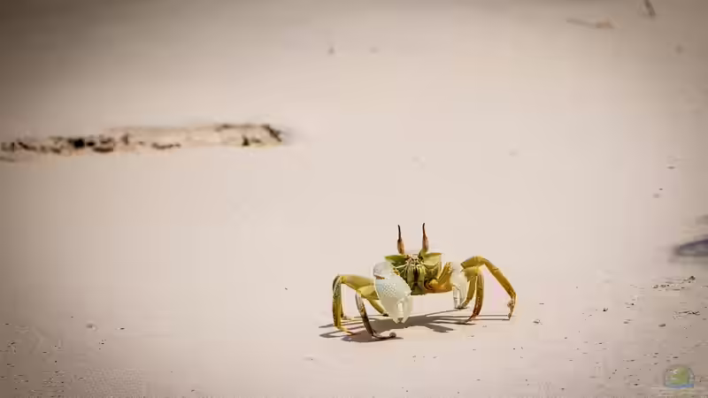Blog: Arabisches Meer - Lebensraum zwischen Wüste, Monsun und Korallenriffen (7593)