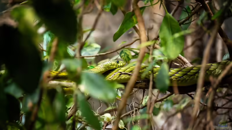 Blog: Arboricole Schlangen: Kletternde Spezialisten im Terrarium (8305)