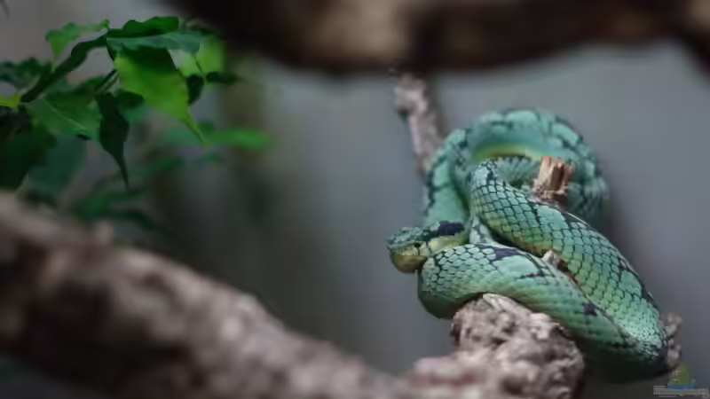 Blog: Arboricole Schlangen: Kletternde Spezialisten im Terrarium (8305)